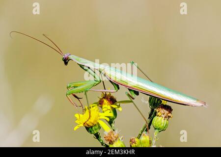 Mantis predicante europea (Mantis religiosa), seduta su un fiore giallo, vista laterale, Germania, Baden-Wuerttemberg, Kaiserstuhl Foto Stock