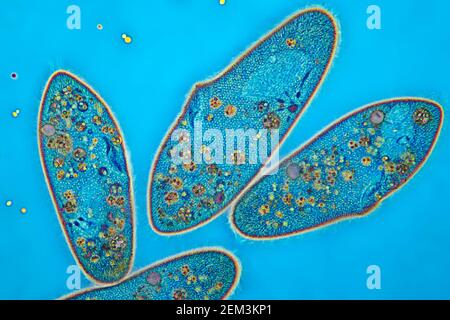 Animalcules Slipper (Paramecium caudum), immagine MRI a contrasto di fase, ingrandimento x80 correlato a 35mm, Germania Foto Stock