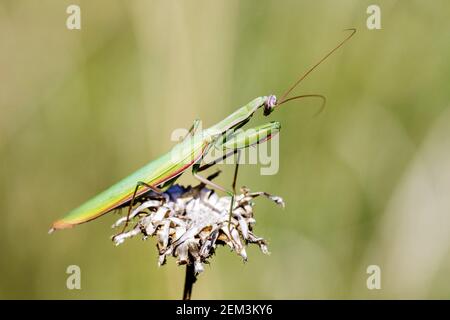 Mantis europea preda (Mantis religiosa), seduta su un fiore secco, vista laterale, Germania, Baden-Wuerttemberg, Kaiserstuhl Foto Stock
