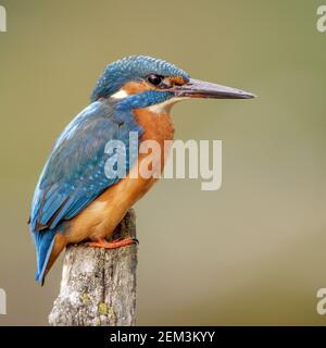 fiume Kingfisher (Alcedo atthis), maschio che perching su un punto di osservazione, vista laterale, Germania, Baden-Wuerttemberg Foto Stock