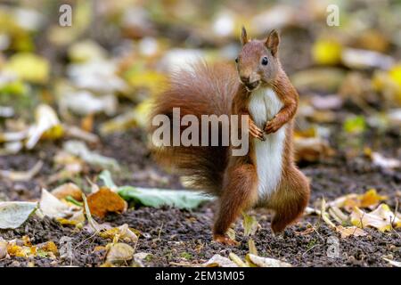 Scoiattolo rosso europeo, scoiattolo rosso eurasiatico (Sciurus vulgaris), in piedi sulle gambe posteriori con il mangime nel disegno di legge, Germania, Baden-Wuerttemberg Foto Stock