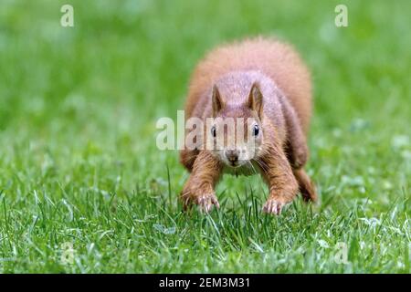 Scoiattolo rosso europeo, scoiattolo rosso eurasiatico (Sciurus vulgaris), morfo rosso che attraversa un prato, Germania, Baden-Wuerttemberg Foto Stock