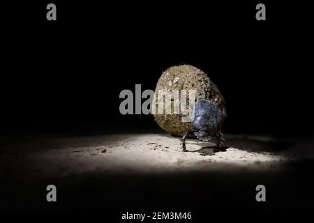 Scarabeo, scarabeo di Lamellicorn, scarabeo di Dung, Chafer (Scarabaeidae), arrotolando un pezzo di sterco, Tagikistan Foto Stock