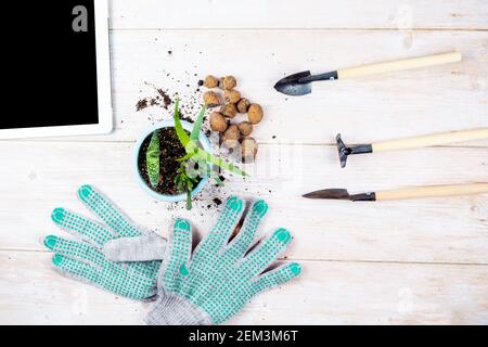 Una pianta verde per repiantare, un vaso di fiori, creta espansa, attrezzi di giardinaggio e guanti sono disposti su una tavola di legno. Il concetto di apprendimento on-line h. Foto Stock