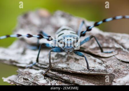 Rosalia longicorn (Rosalia alpina), siede su corteccia, vista frontale, Germania, Baviera Foto Stock