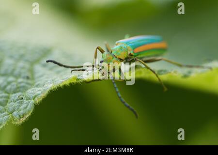 Fly spagnolo, vescicola (Lytta vescicatoria togata, Cantharis vescicatoria), mangiare su una foglia, Kirghizistan Foto Stock