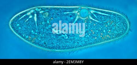 Animalcules Slipper (Paramecium caudium), immagine MRI a contrasto di fase, ingrandimento x120 correlato a 35mm, Germania Foto Stock