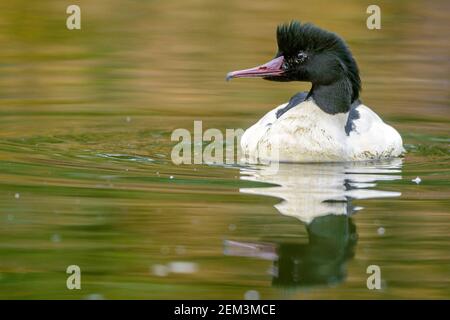 goosander (Mergus merganser), drake nuoto, Germania, Baden-Wuerttemberg Foto Stock