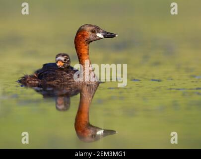 Piccolo gressere (Podiceps ruficollis, Tachybaptus ruficollis), adulto che nuota su un lago con pulcino sul retro, Germania Foto Stock