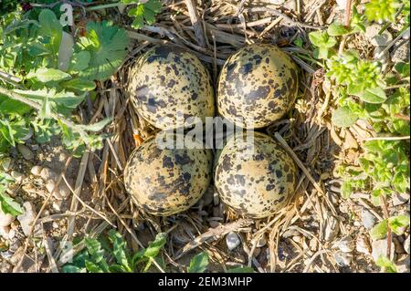 vappatura settentrionale (Vanellus vanellus), nido con quattro uova, Germania, Baviera Foto Stock