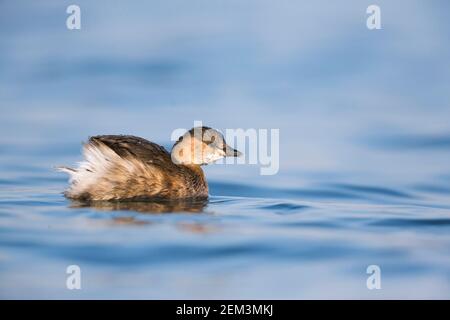 Piccolo gressere (Podiceps ruficollis, Tachybaptus ruficollis), su un lago, in Germania Foto Stock