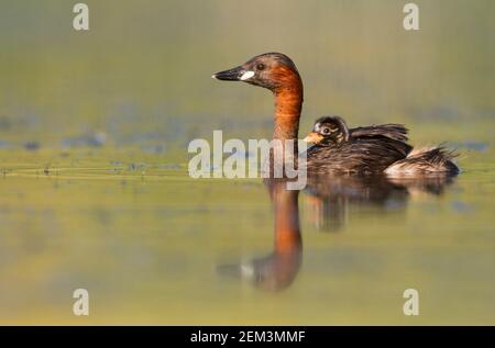 Piccolo gressere (Podiceps ruficollis, Tachybaptus ruficollis), adulto che nuota su un lago con pulcino sul retro, Germania Foto Stock