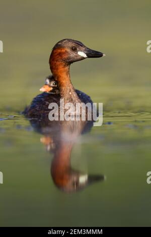 Piccolo gressere (Podiceps ruficollis, Tachybaptus ruficollis), adulto che nuota su un lago con pulcino sul retro, Germania Foto Stock