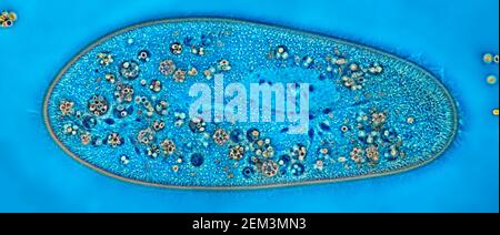 Animalcules Slipper (Paramecium caudium), immagine MRI a contrasto di fase, ingrandimento x100 correlato a 35mm, Germania Foto Stock