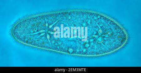 Animalcules Slipper (Paramecium caudium), immagine MRI a contrasto di fase, ingrandimento x120 correlato a 35mm, Germania Foto Stock