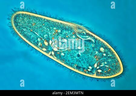 Animalcules Slipper (Paramecium caudium), immagine MRI a contrasto di fase, ingrandimento x100 correlato a 35mm, Germania Foto Stock