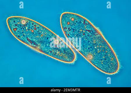 Animalcules Slipper (Paramecium caudum), immagine MRI a contrasto di fase, ingrandimento x80 correlato a 35mm, Germania Foto Stock