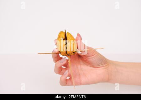 Un giovane germoglio di avocado da un seme su sfondo bianco. Seme di avocado. Foto Stock