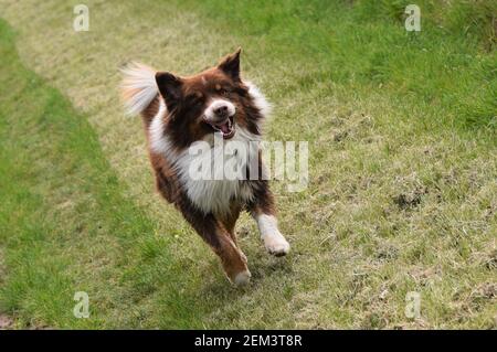 Il cane di pecora australiano va per una passeggiata nella campagna tedesca in una calda giornata estiva. Foto Stock