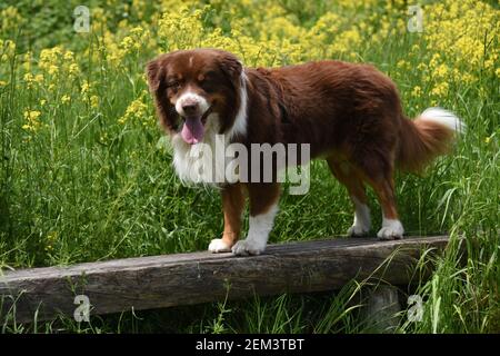 Il cane di pecora australiano va per una passeggiata nella campagna tedesca in una calda giornata estiva. Foto Stock