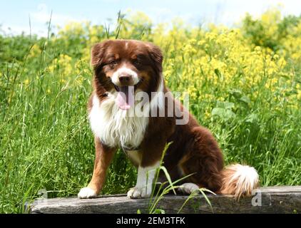 Il cane di pecora australiano va per una passeggiata nella campagna tedesca in una calda giornata estiva. Foto Stock