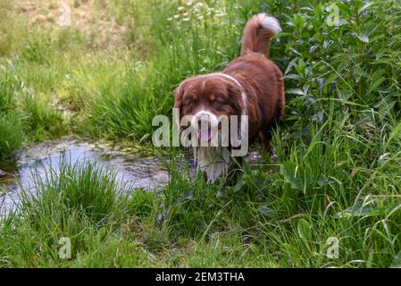 Il cane Shephard va a nuotare in un ruscello di campagna in una calda giornata estiva. Aussie con pelliccia tricolore e occhi d'ambra dorati. Foto Stock