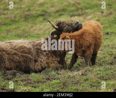 Primavera 2021 Highland Calf con Madre Foto Stock