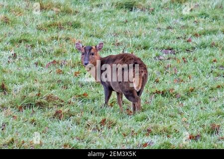 Muntjac Deer: In una fredda mattina invernale nel parco dei cervi di Woburn, Inghilterra, Regno Unito Gennaio 2021 Foto Stock
