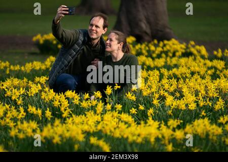 Una coppia scatta una foto tra i narcisi di St James's Park, Londra, con i previsori che prevedono "i primi segni della primavera" saranno avvertiti in gran parte del Regno Unito nei prossimi giorni. Data immagine: Mercoledì 24 febbraio 2021. Foto Stock