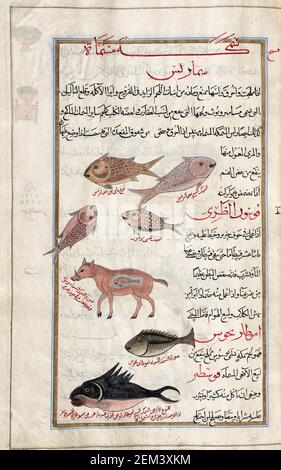 Identificati nel libro come pesci vari tra cui una sardina, guardie di mare e tonno. Anche un geon marino nello stomaco di un maiale. Dopo un'illustrazione di Mirza Baqir in un libro iraniano del XIX secolo del medico greco e botanico Pedanius Dioscorides del i secolo ad opera De materia Medica. Foto Stock