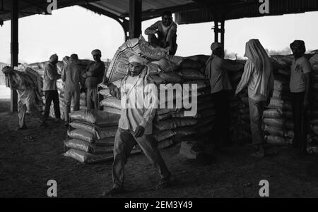 Pesante 50 kg sacco di cemento che viene portato sul retro di lavoratore manuale per il trasporto a Mathura, Uttar Pradesh, India. Foto Stock