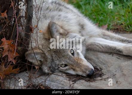 Lupo di legno o lupo grigio (Canis lupus) dormire su una scogliera rocciosa in un giorno di pioggia autunnale In Canada Foto Stock