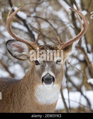 Buck di cervo dalla coda bianca isolato in piedi nella neve d'inverno in Canada Foto Stock