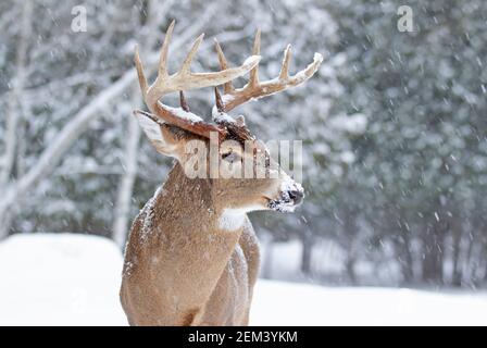 Buck di cervo dalla coda bianca isolato in piedi nella neve d'inverno in Canada Foto Stock