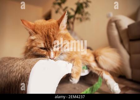 Il gatto rosso zenzero giace su un letto di cartone imbevuto in catnip. Foto Stock