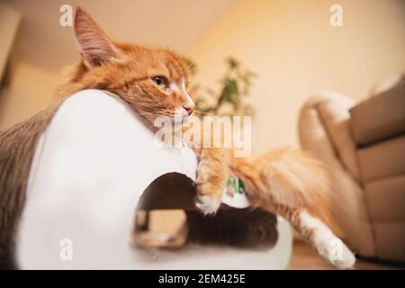 Il gatto rosso zenzero giace su un letto di cartone imbevuto in catnip. Foto Stock