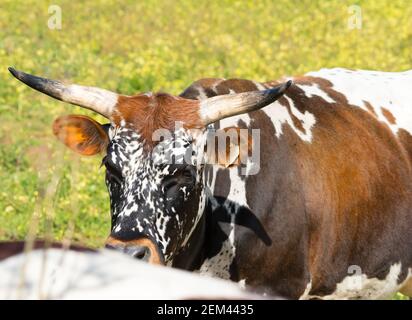 Nguni mucca o bestiame closeup mostrando il suo volto e corna In una fattoria in Sud Africa Foto Stock