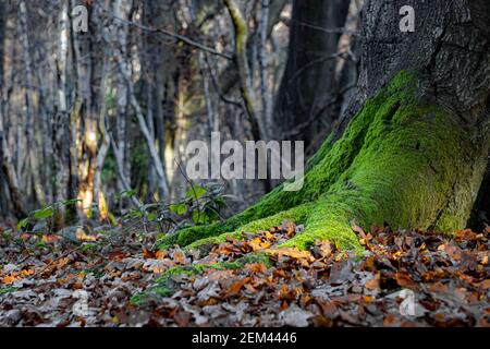 Tronco di albero coperto di muschio su pavimento di bosco con alberi di betulla sullo sfondo, Frithsden Beeches, Berkhampstead, Hertfordshire, Regno Unito Foto Stock