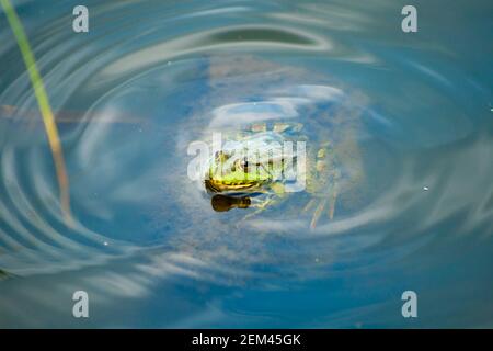 Rana in acqua. Una rana si affaccia da sotto l'acqua limpida Foto Stock