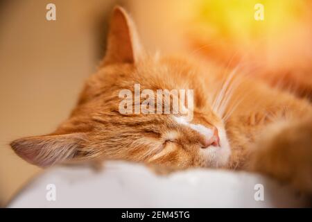Il gatto rosso zenzero sta dormendo sonni tranquilli, ritratto in primo piano di un animale domestico rilassante a casa Foto Stock