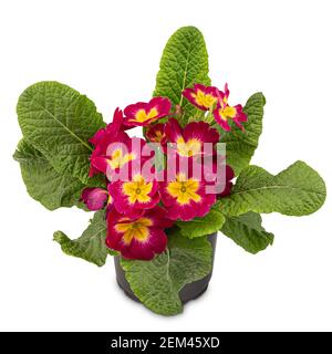 Primrose rosse con centri gialli Foto Stock