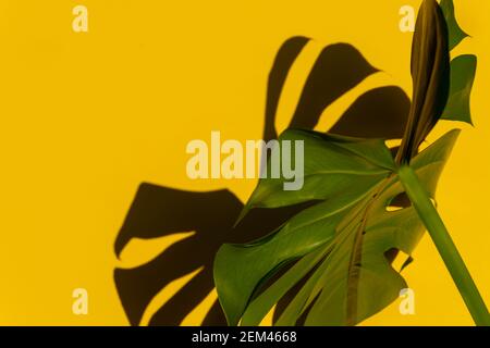 Foglie tropicali Monstera su sfondo giallo. Sfondo tropicale estivo minimo Foto Stock