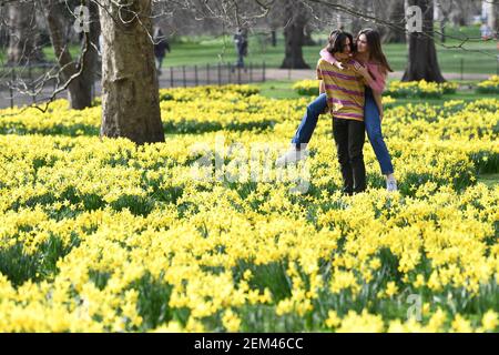 Una coppia tra le narcisi del St James's Park, Londra, con previsioni che prevedono 'i primi segni della primavera' si sentiranno in gran parte del Regno Unito nei prossimi giorni. Data immagine: Mercoledì 24 febbraio 2021. Foto Stock