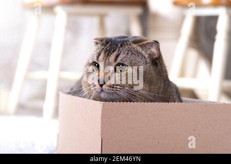 Scotch piega gatto in una scatola di cartone sul pavimento del soggiorno. Foto Stock