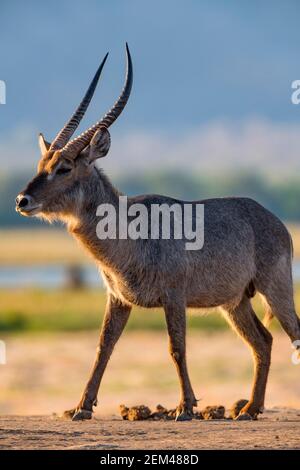 Un grande elissiprymnus di Kobus maschio di Waterbuck visto nel parco nazionale di Mana Pools dello Zimbabwe. Foto Stock