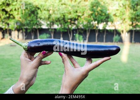 Molto lungo viola scuro sottile snello Eggplant o melanzane o brinjal verdure indigene gron ortaggi coltivati organicamente e raccolti. Donna ho ragazza Foto Stock