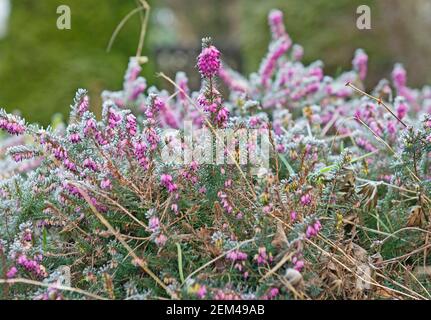 Dettaglio closeup di erica rosa mediterranea ricoperta di gelo ghiacciato erica x darleyensis in giardino durante l'inverno con ghiaccio Foto Stock