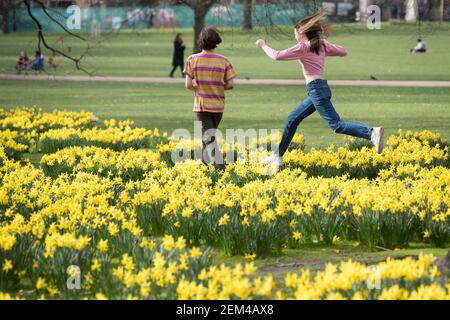 Una coppia tra le narcisi del St James's Park, Londra, con previsioni che prevedono 'i primi segni della primavera' si sentiranno in gran parte del Regno Unito nei prossimi giorni. Data immagine: Mercoledì 24 febbraio 2021. Foto Stock