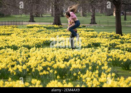 Una coppia tra le narcisi del St James's Park, Londra, con previsioni che prevedono 'i primi segni della primavera' si sentiranno in gran parte del Regno Unito nei prossimi giorni. Data immagine: Mercoledì 24 febbraio 2021. Foto Stock