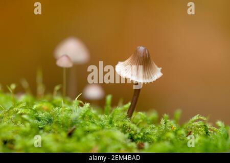 Primo piano di un piccolo fungo di Micena che cresce in muschio Foto Stock